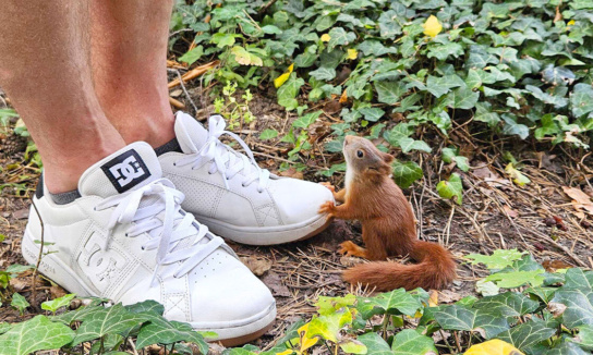 Eichhörnchen Findling "Nutty McFly"