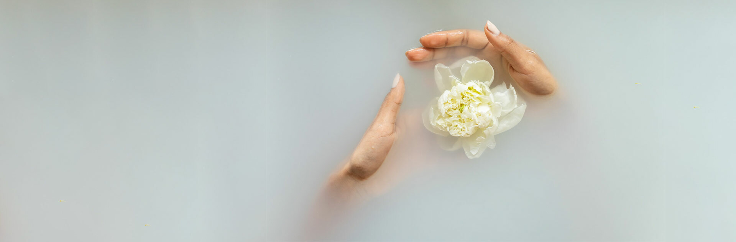 Foto: Zwei Hände halten Blume im Wasser