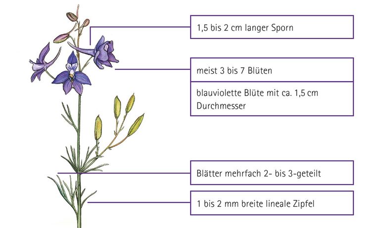 Kampagnenmotiv zur Aktion Feldrittersporn Kampagnenmotiv zur Aktion Feldrittersporn